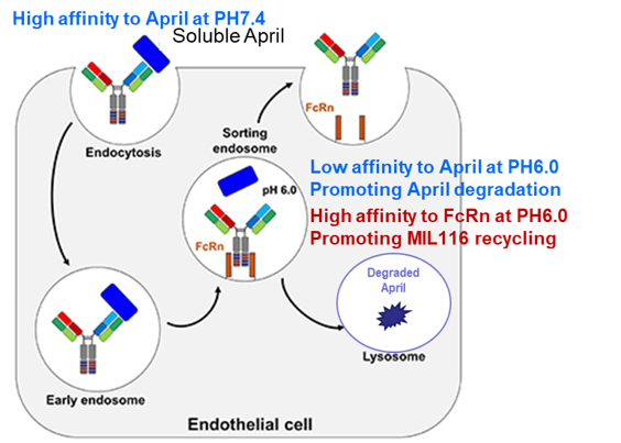1764746591541036.png MIL116 英文.png